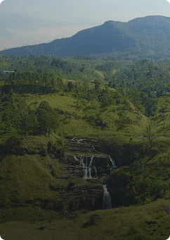 Nuwara Eliya tea plantations surrounded by green hills