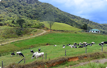 Ambewela Farm during pleasant Nuwara Eliya weather