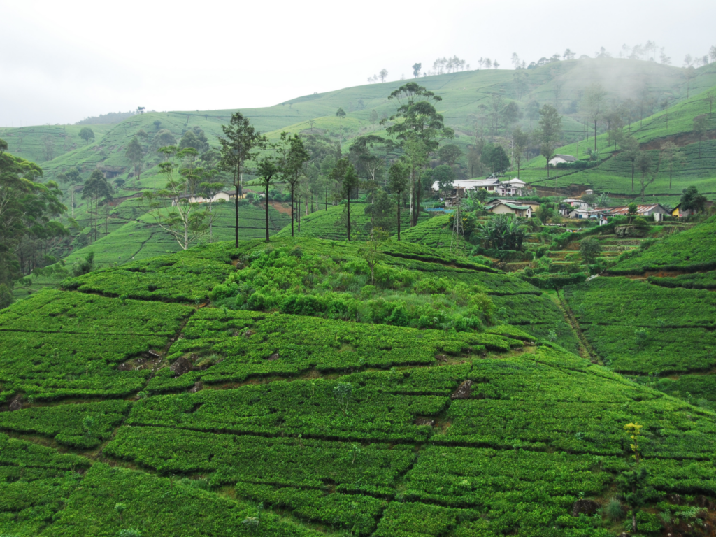 Best time to visit Nawra Eliya- attractive tea states