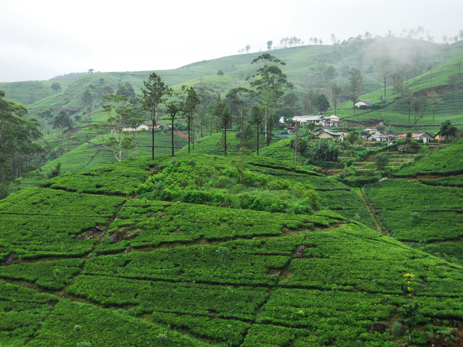 Best time to visit Nawra Eliya- attractive tea states