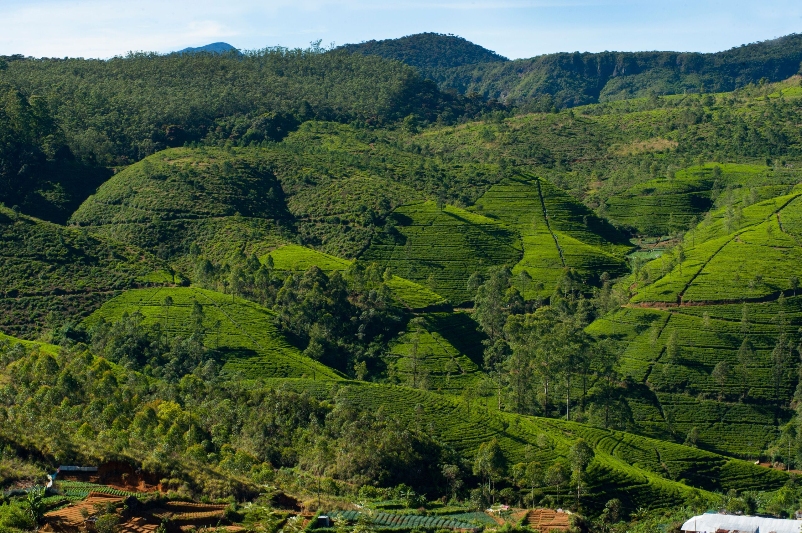 Romantic stay in Nuwara Eliya for couples at Yara Hotels